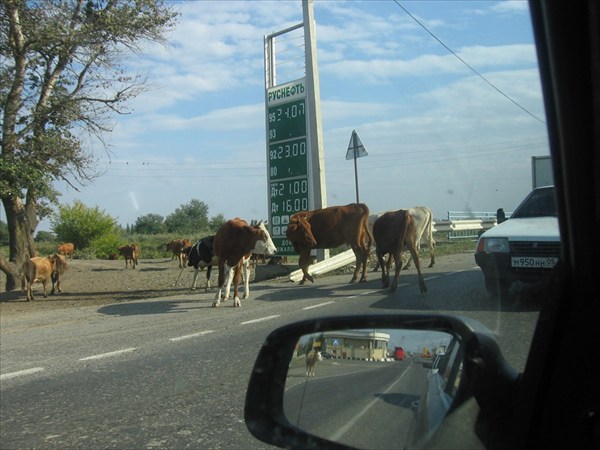 Коровы на дорогах Дагестана